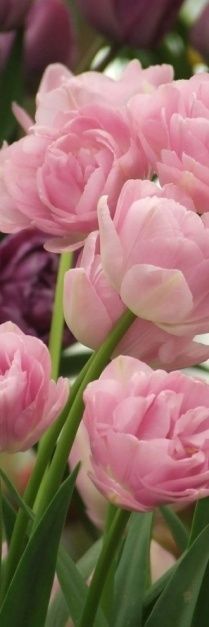 pink and purple tulips with green stems in the foreground