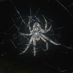 a spider sitting on its web in the dark