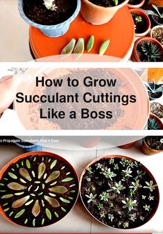 how to grow succulent cuttings like a boss in your home or office