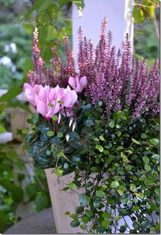 pink flowers and greenery in a pot outside