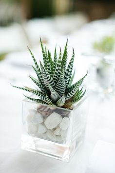 a small succulent plant in a clear square vase