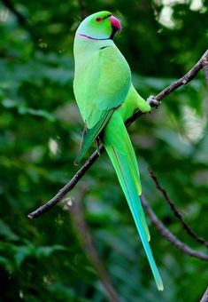 a green bird sitting on top of a tree branch