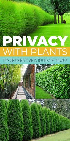 privacy with plants tips on using plants to create privacy in your yard, garden or backyard