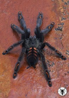 a black spider sitting on top of a red rock