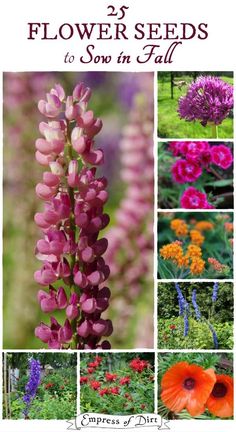 the cover of flowers seeds to sow in fall, with pictures of different types of flowers