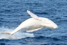 a white whale jumping out of the water