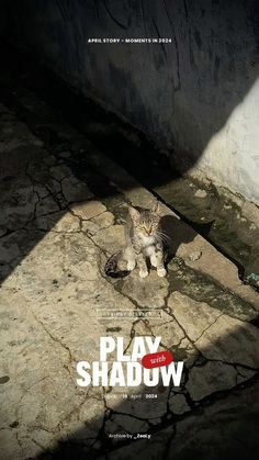 a cat sitting on the ground in front of a cement wall and text play with shadow