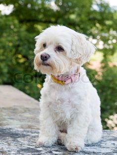 a small white dog sitting on top of a stone wall next to trees and bushes