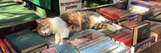 a cat is laying on top of books