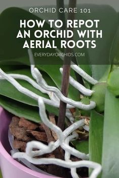 an orchid plant with the words how to repot an orchid with aerial roots