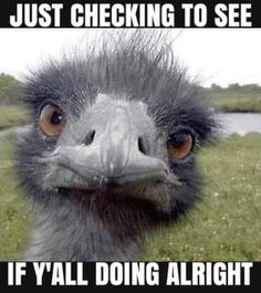 an ostrich looking at the camera with caption that says, just checking to see if y'all doing alright