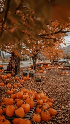 a bunch of pumpkins that are sitting in the leaves on the ground next to trees