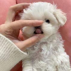 a small white dog being petted by someone's hand on a pink couch