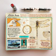 an open book with drawings and pictures on it, including a dragonfly in the middle