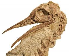 a bird's head is shown in this image