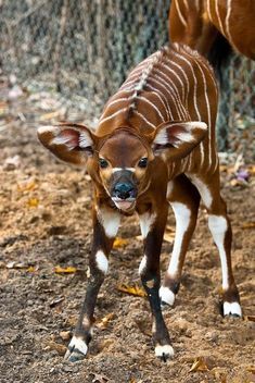 a baby antelope is standing in the dirt near a chain link fence and looking at the camera