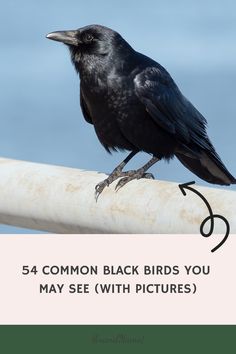 54 Common Black Birds You May See (with Pictures) California Condor, Female Of The Species, American Crow, Jackdaw, Different Birds, Black Hawk, White Wings, Black Wings