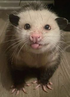 FOR REAL YA'LL Opposum Aesthetic, Pet Opposum, Opossums Cute, How To Draw An Opossum, Possums Cute, Opposum Wallpaper, Aesthetic Possum, Opossum Pet, Opossum Pfp