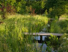 there is a small wooden bridge in the middle of some tall grass and weeds that are growing around it