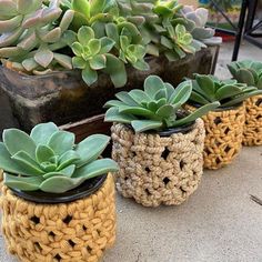 three crocheted pots with succulents in them sitting on the ground