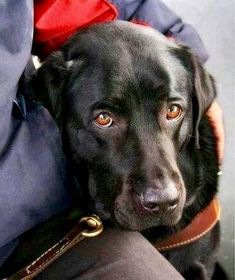 a close up of a black dog wearing a red and blue collar with his head resting on someone's lap