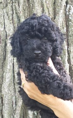 a small black dog sitting on top of a person's hand next to a tree