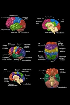 the different areas of the human brain