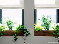 two windows with plants in them on the side of a wall next to each other