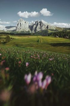 purple flowers are in the foreground with mountains in the background and clouds in the sky