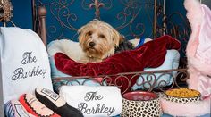 a dog sitting on top of a bed surrounded by pillows and blankets