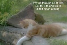 an orange and white cat laying on top of a rock next to a green field