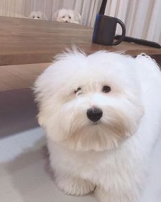 a small white dog sitting on top of a floor next to a table with two dogs in the background