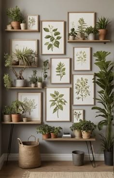 many plants are displayed on the wall in this room