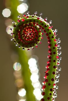 a close up of a flower with drops of water on it