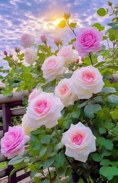 pink and white roses are growing on a bench