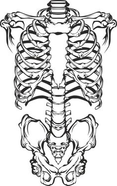 the ribcus bones in black and white stock photo - image 349784