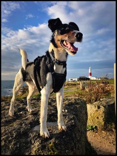 a black and white dog standing on top of a rock next to the ocean with its mouth open