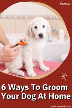 a dog grooming it's fur with the title 6 ways to groom your dog at home