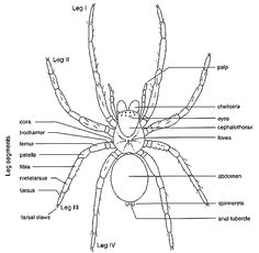 diagram of the parts of a spider