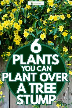 there is a sign that says, 6 plants you can plant over a tree stump