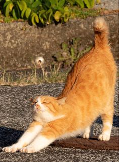 an orange and white cat standing on its hind legs looking at something in the distance