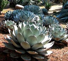 many different types of succulents in a garden