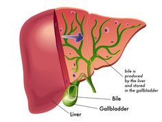 Milk Thistle Benefits, Bile Salts, Bile Duct, Future Job, Liver Detox