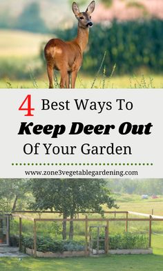 deer standing in the grass with text overlay saying 4 best ways to keep deer out of your garden