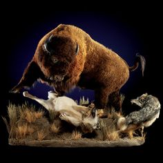 stuffed bison and other animals on display in front of a dark background with blue light