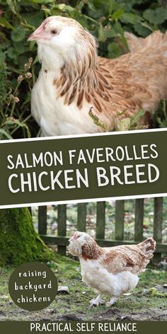 two chickens standing next to each other in front of some trees and bushes with the words salmon