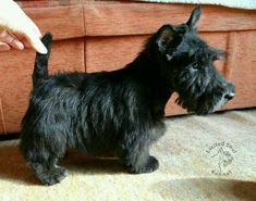 a small black dog standing on top of a floor next to a person's hand