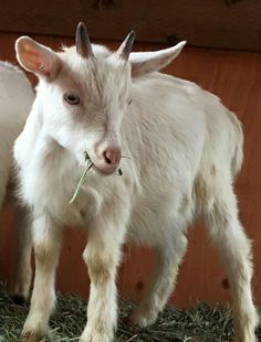 two baby goats standing next to each other