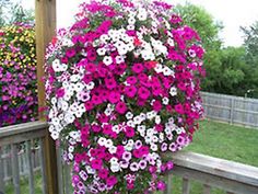 purple and white petunias in a hanging basket on a wooden deck with other flowers