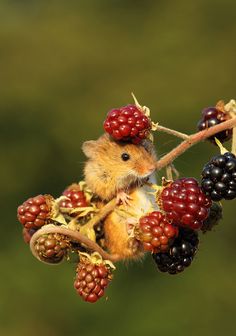 a rodent with berries on it's head